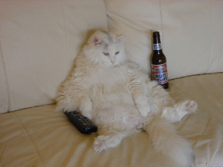 Comuniquer du Comit� Contre les Chats